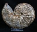 Inch Jeletzkytes Comprimus Ammonite Fossil #2063-3